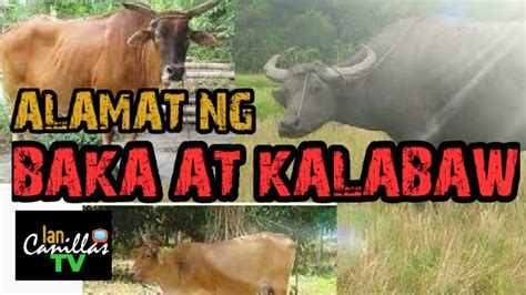 slogan tungkol sa kaligtasan|Alamat ng baka at kalabaw .